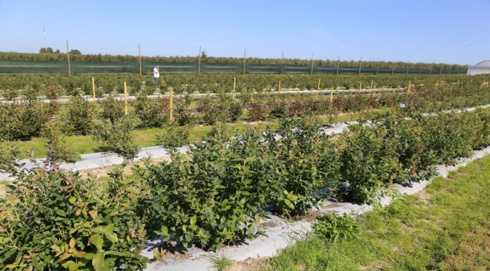 Biostymulacja borówki uszkodzonej przez grad – czy zdała egzamin?