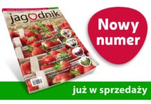 Jagodnik 7/2021 już w sprzedaży