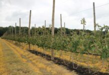 Porzeczkowa Demo Farma 2021