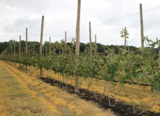 Porzeczkowa Demo Farma 2021