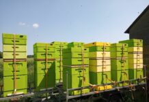 Zatroszczmy się o pszczoły na kolejny sezon