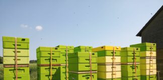 Zatroszczmy się o pszczoły na kolejny sezon