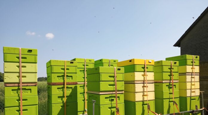 Zatroszczmy się o pszczoły na kolejny sezon