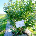 dscf2169BF_2021