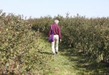 Nawożenie borówki przed zimą