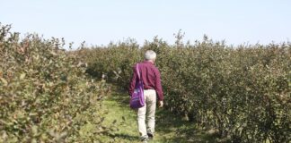 Nawożenie borówki przed zimą