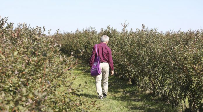 Nawożenie borówki przed zimą