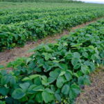 ozdobnik_do wyboru_IMG_0305 (2)J_7_2021