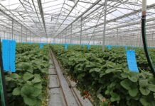 Rekomendacje dotyczące uprawy truskawek w szklarniach