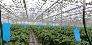 Rekomendacje dotyczące uprawy truskawek w szklarniach