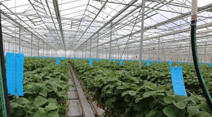 Rekomendacje dotyczące uprawy truskawek w szklarniach