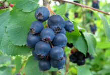 Świdośliwa – smaczna i piękna