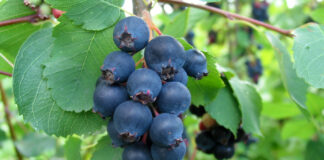 Świdośliwa – smaczna i piękna