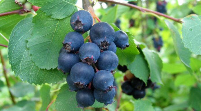 Świdośliwa – smaczna i piękna