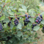6b