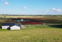 OGŁOSZENIE. Sprzedam plantację borówki