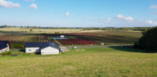 OGŁOSZENIE. Sprzedam plantację borówki