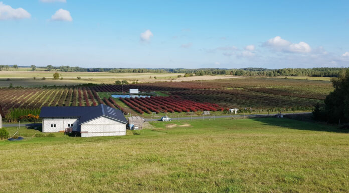 OGŁOSZENIE. Sprzedam plantację borówki
