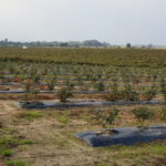 Ogloszenie_plantacja_borowki (5)