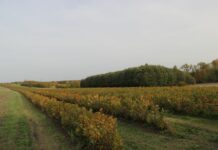 Nowe stawki dopłat do upraw prowadzonych metodami ekologicznymi