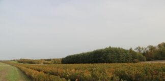 GUS: tylko 3,5% gruntów rolnych w Polsce jest ekologicznych, choć cel na 2030 rok to 25%