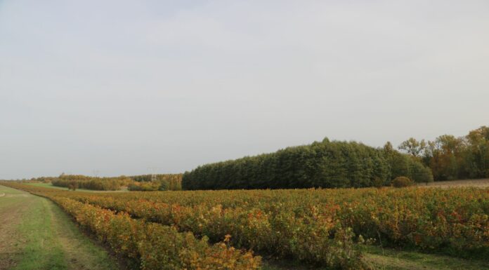 GUS: tylko 3,5% gruntów rolnych w Polsce jest ekologicznych, choć cel na 2030 rok to 25%