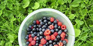 Jakie będą zbiory owoców miękkich?