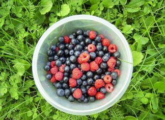 Jakie będą zbiory owoców miękkich?