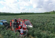 Zbiór kombajnowy borówki – kombajn Karen w akcji Kombajnowy zbiór borówek