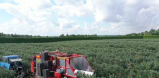 Zbiór kombajnowy borówki – kombajn Karen w akcji Kombajnowy zbiór borówek