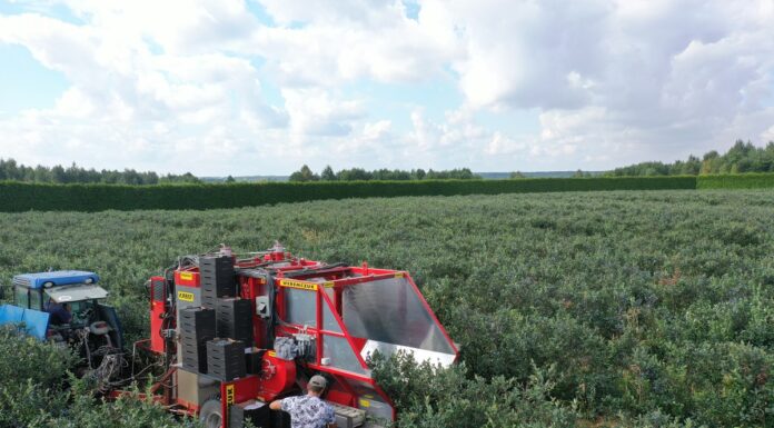 Zbiór kombajnowy borówki – kombajn Karen w akcji Kombajnowy zbiór borówek