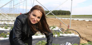 Uprawa truskawek w tunelach w technologii węglowej