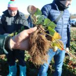 Sadzonki są już gotowe do wykopania, a praca ta niebawem się rozpocznie