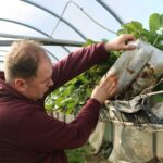 Zainteresowanie plantatoró wzbudziła mata wypełniona wyłącznie perlitem