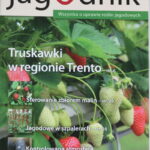 jagodnik (21)jagodnik
