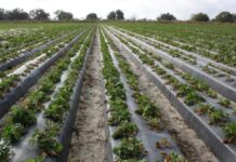 Nowy patogen na plantacjach truskawek