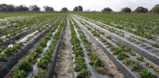 Nowy patogen na plantacjach truskawek