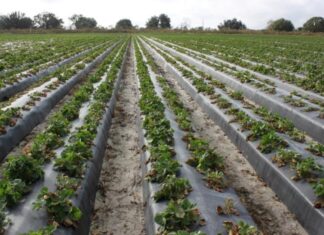 Nowy patogen na plantacjach truskawek