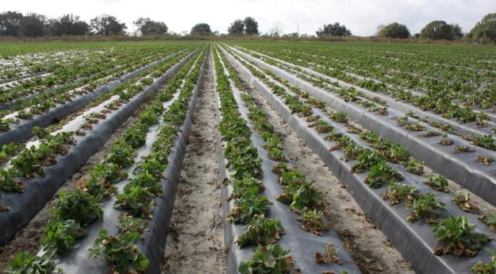 Nowy patogen na plantacjach truskawek