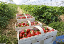 Jak wczesne truskawki to tylko z tuneli