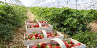 Jak wczesne truskawki to tylko z tuneli