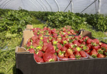 Wczesne truskawki – co zrobić, żeby zarobić?