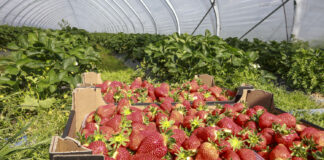 Wczesne truskawki – co zrobić, żeby zarobić?