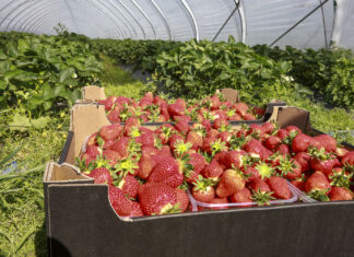 Wczesne truskawki – co zrobić, żeby zarobić?