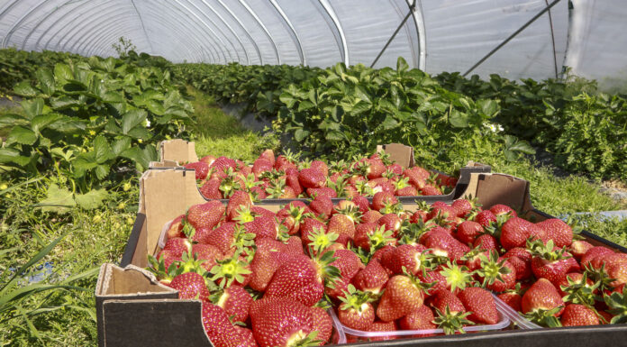 Wczesne truskawki – co zrobić, żeby zarobić?