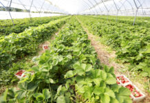 W gruncie czy pod osłonami? (cz. 1) – wątki ekonomiczne