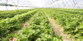 W gruncie czy pod osłonami? (cz. 1) – wątki ekonomiczne