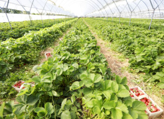 W gruncie czy pod osłonami? (cz. 1) – wątki ekonomiczne