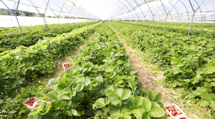 W trosce o zdrowe truskawki