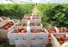 Plantator pod lupą Straży Granicznej. Taka interpretacja przepisów to cios dla całej branży